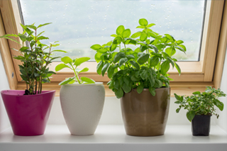 Earth Day Herb Garden Class